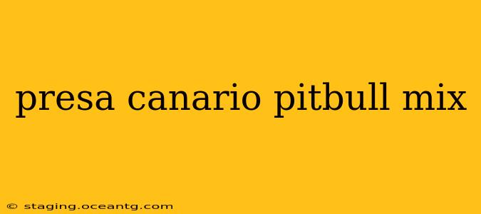 presa canario pitbull mix