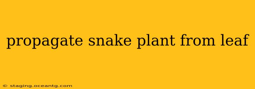 propagate snake plant from leaf