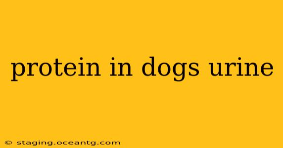 protein in dogs urine
