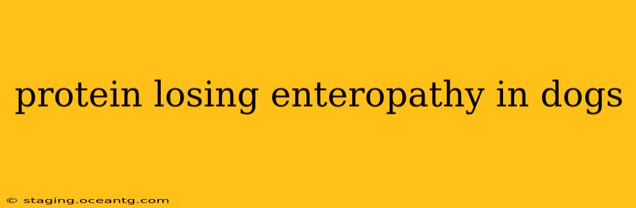 protein losing enteropathy in dogs
