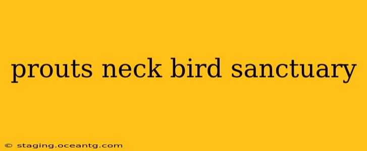 prouts neck bird sanctuary