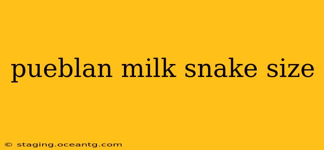 pueblan milk snake size