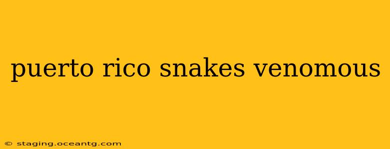 puerto rico snakes venomous