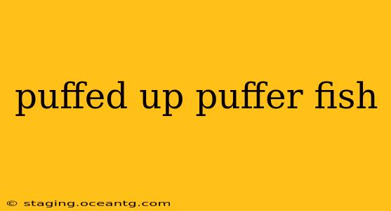 puffed up puffer fish