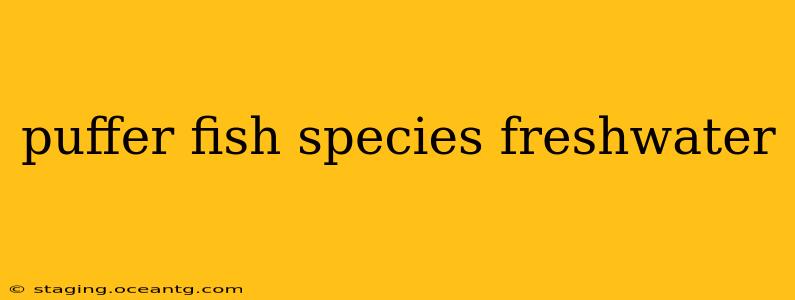 puffer fish species freshwater