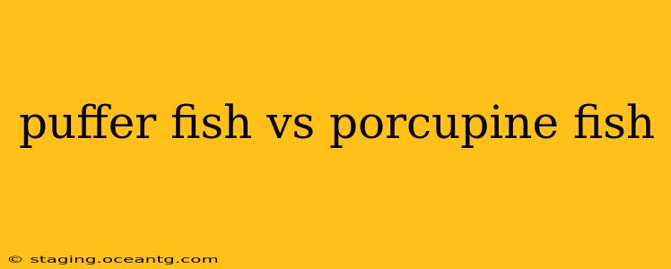 puffer fish vs porcupine fish