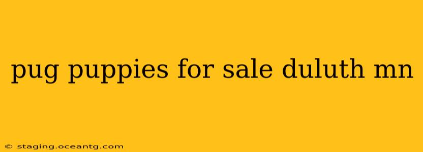 pug puppies for sale duluth mn