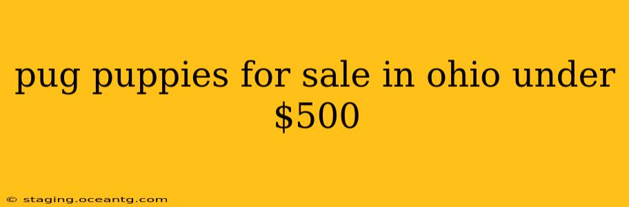 pug puppies for sale in ohio under $500
