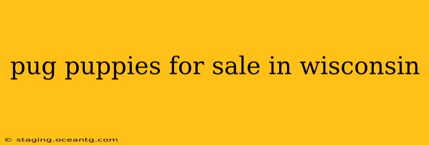 pug puppies for sale in wisconsin