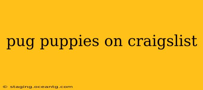 pug puppies on craigslist