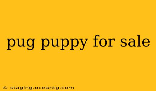pug puppy for sale