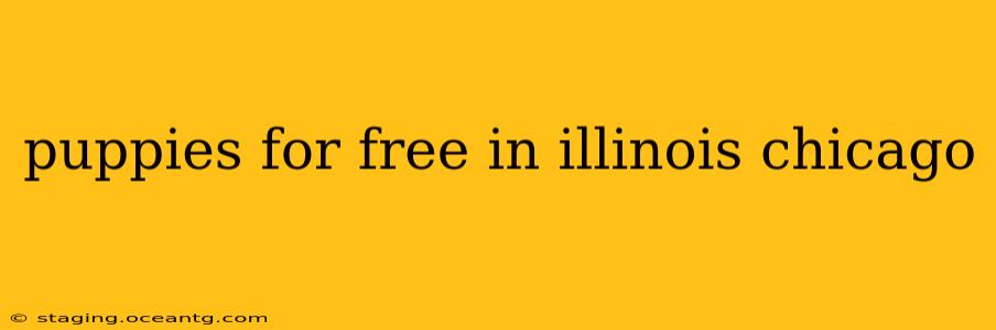 puppies for free in illinois chicago