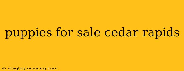 puppies for sale cedar rapids