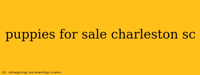 puppies for sale charleston sc