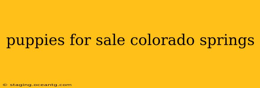 puppies for sale colorado springs