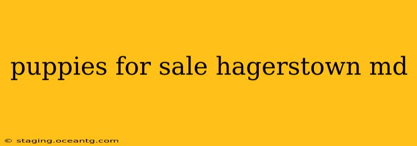 puppies for sale hagerstown md