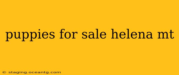 puppies for sale helena mt