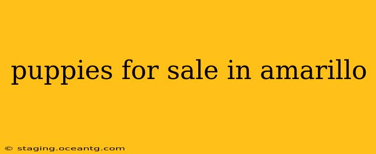 puppies for sale in amarillo