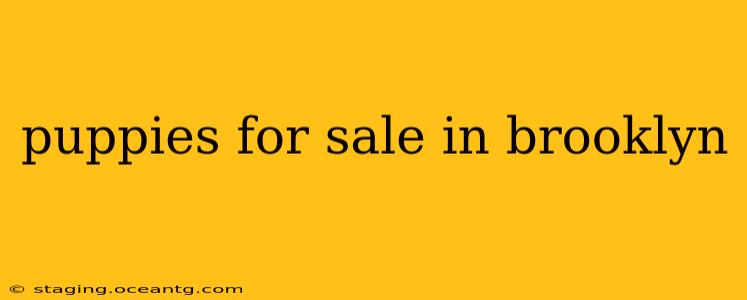 puppies for sale in brooklyn
