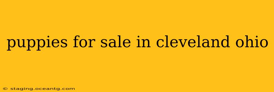 puppies for sale in cleveland ohio