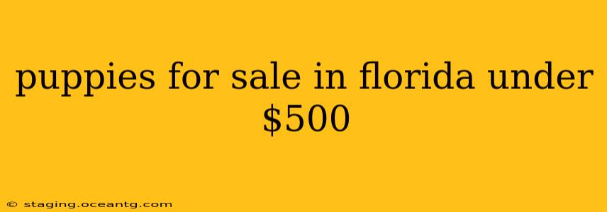 puppies for sale in florida under $500