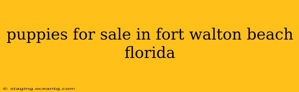 puppies for sale in fort walton beach florida