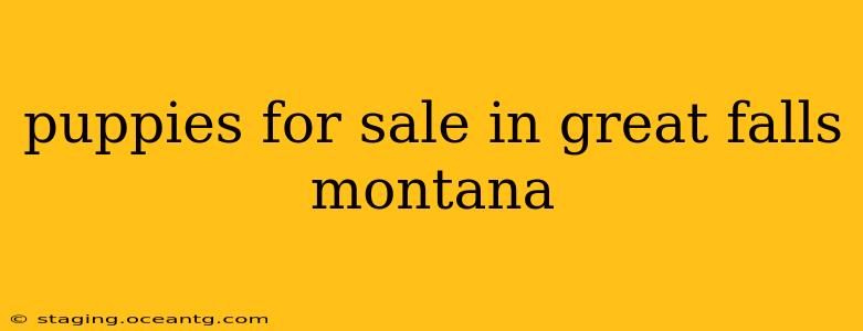puppies for sale in great falls montana
