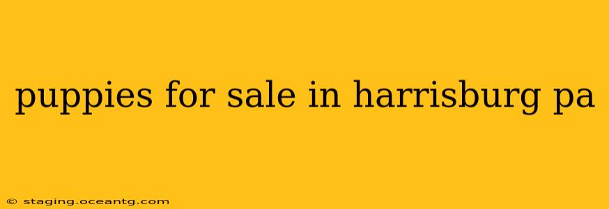 puppies for sale in harrisburg pa