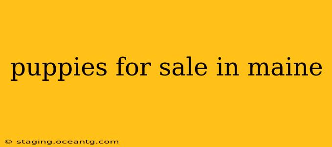 puppies for sale in maine