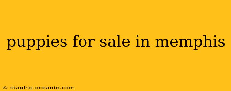 puppies for sale in memphis