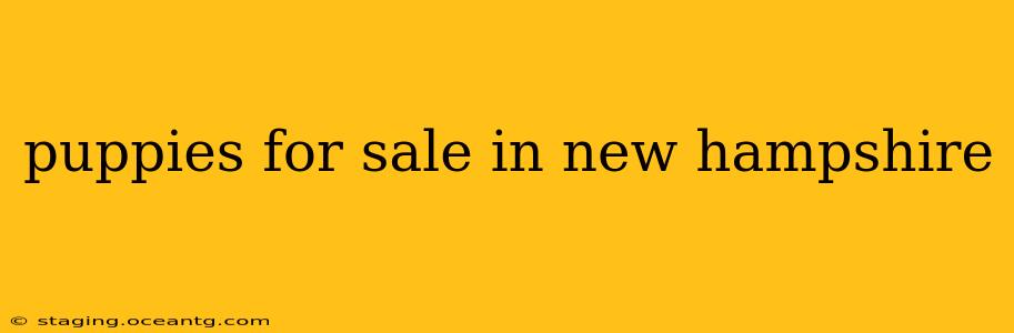 puppies for sale in new hampshire