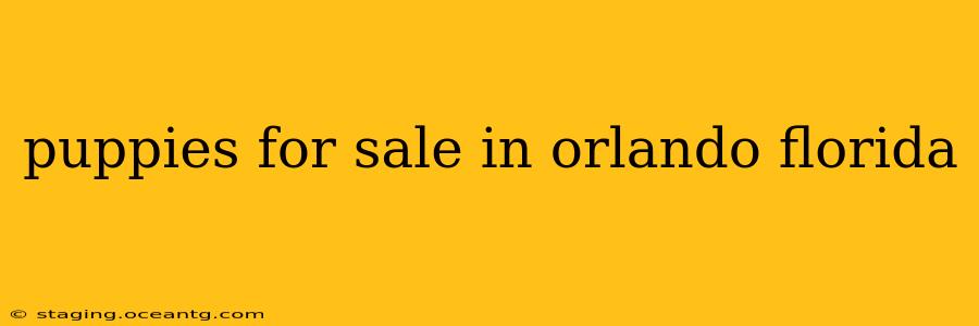 puppies for sale in orlando florida