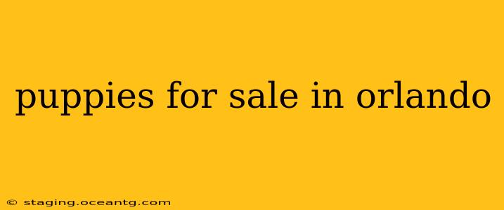 puppies for sale in orlando