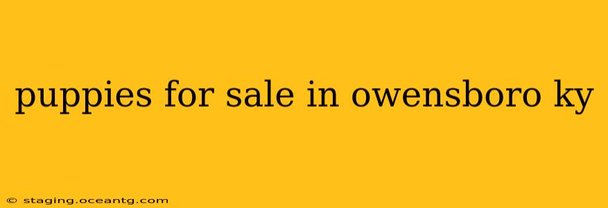 puppies for sale in owensboro ky