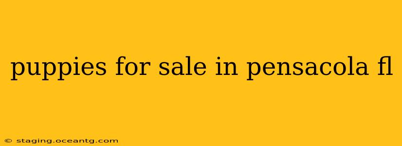 puppies for sale in pensacola fl
