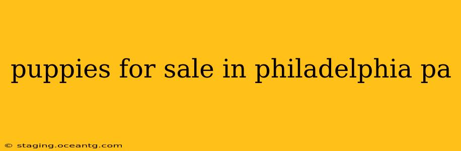 puppies for sale in philadelphia pa
