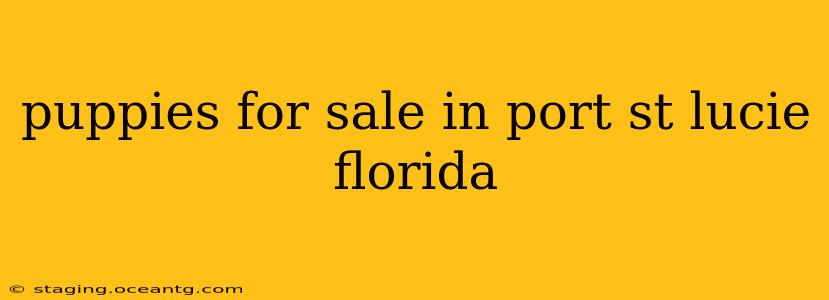 puppies for sale in port st lucie florida