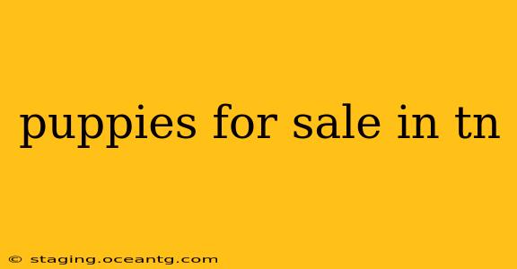 puppies for sale in tn