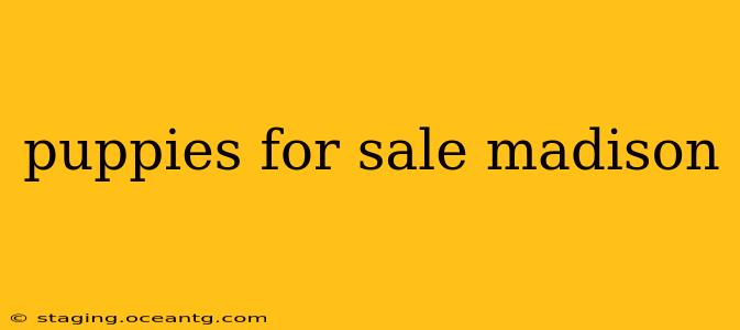 puppies for sale madison