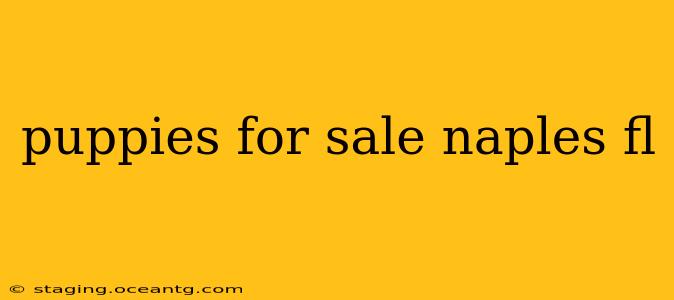 puppies for sale naples fl
