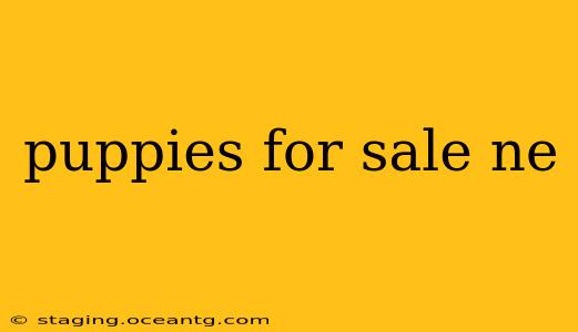 puppies for sale ne