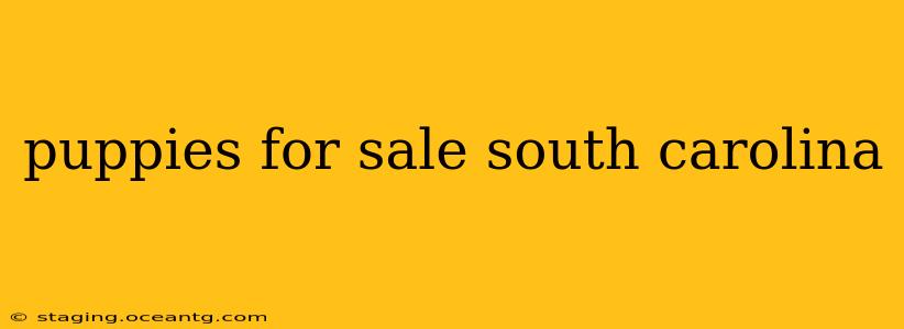 puppies for sale south carolina