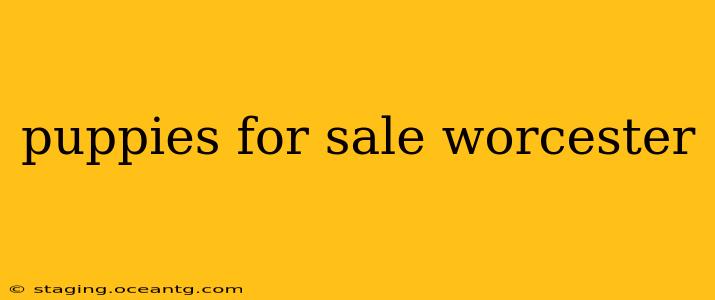 puppies for sale worcester