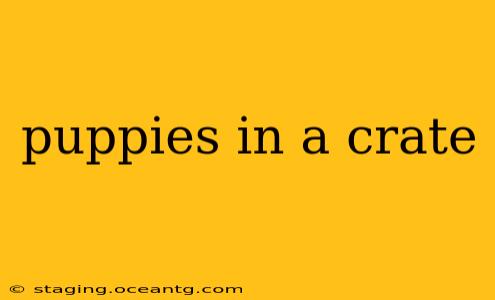 puppies in a crate