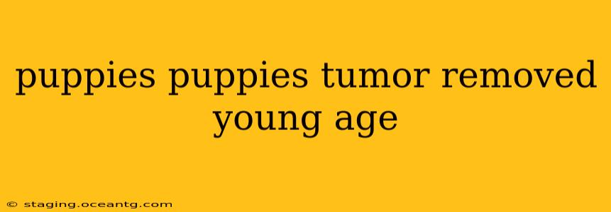 puppies puppies tumor removed young age