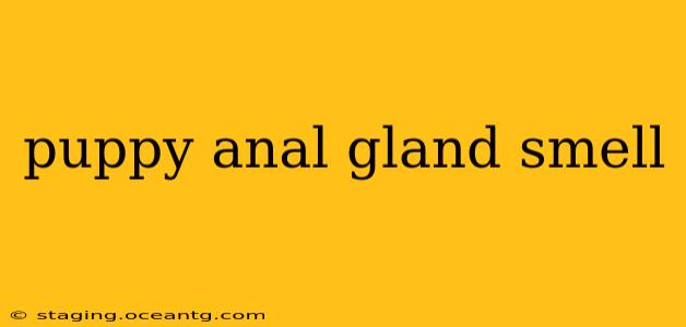 puppy anal gland smell