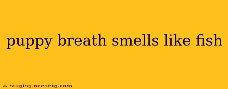 puppy breath smells like fish