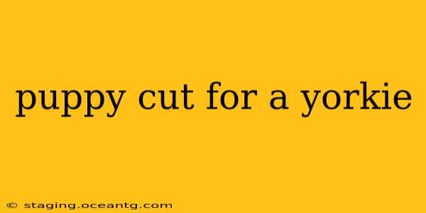 puppy cut for a yorkie