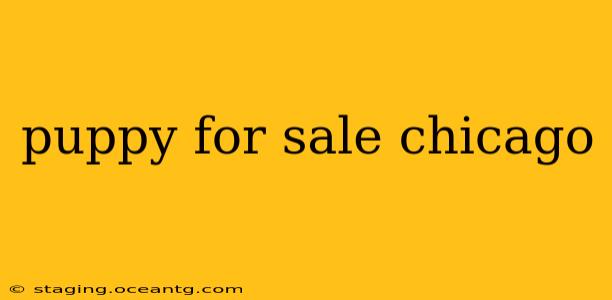 puppy for sale chicago