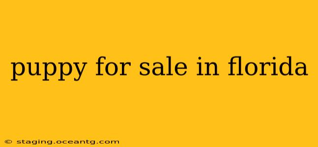 puppy for sale in florida